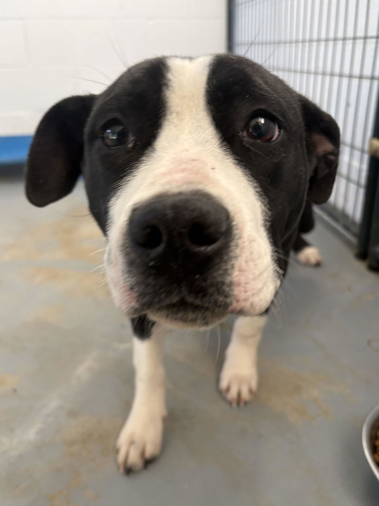 FELIX - Pit Bull Terrier available for adoption