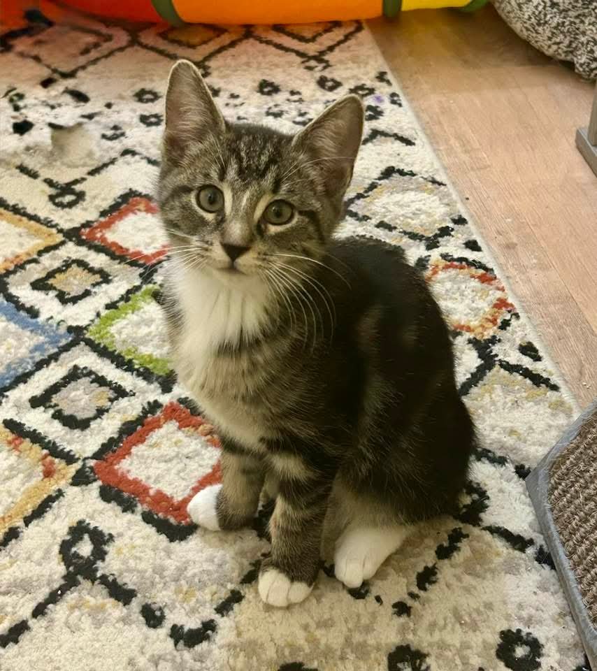 MAXINE - Domestic Short Hair available for adoption