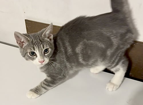 SCRAPS - Domestic Short Hair available for adoption