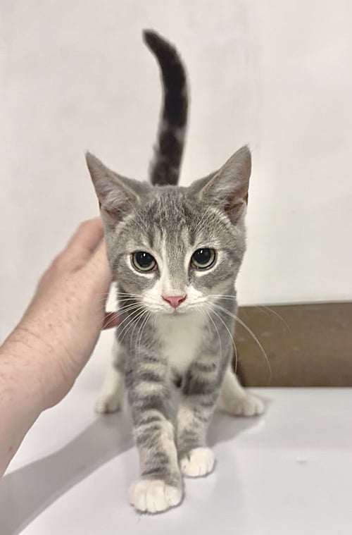 SCRAPS - Domestic Short Hair available for adoption