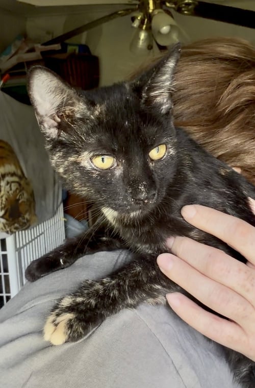 CHANTERELLE-MEET AT MECHANICSBURG PETCO - Domestic Short Hair available for adoption
