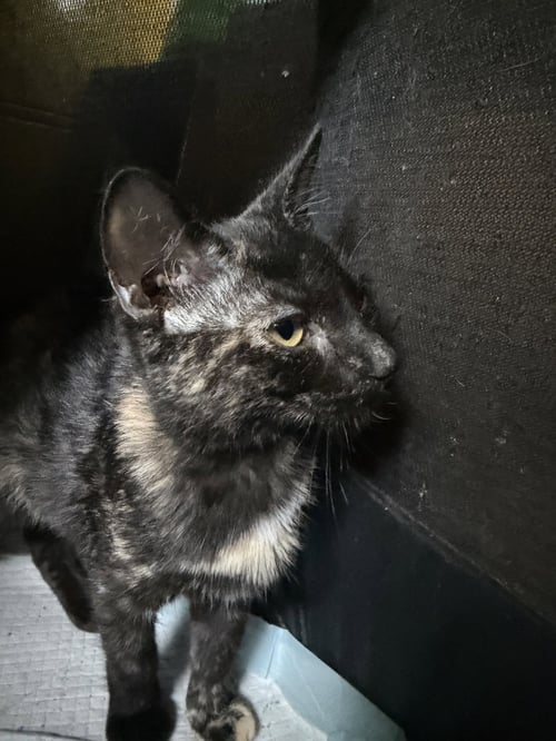 CHANTERELLE-MEET AT MECHANICSBURG PETCO - Domestic Short Hair available for adoption