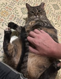 Venelope (Senior Cat Special Soul Needed!) - Photo 5
