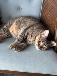 Venelope (Senior Cat Special Soul Needed!) - Photo 2