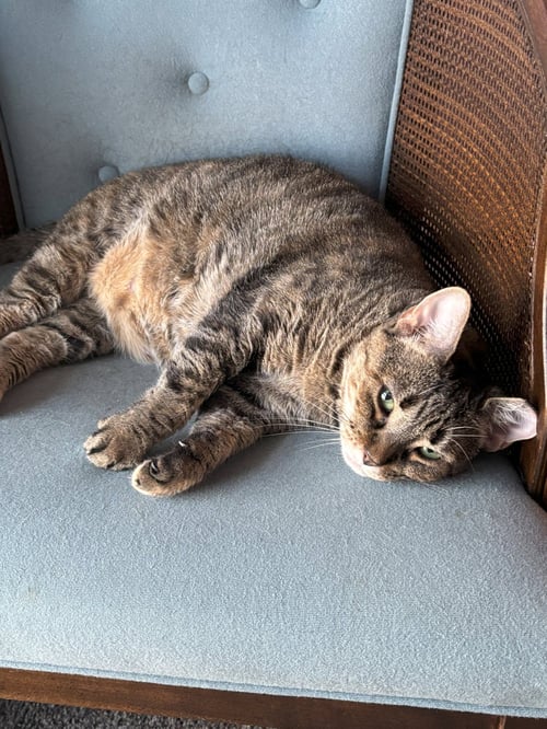 $0 ADOPTION FEE!! VENELOPE (SPECIAL SOUL NEEDED) - Domestic Short Hair available for adoption