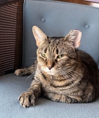 Venelope (Senior Cat Special Soul Needed!) - Photo 4