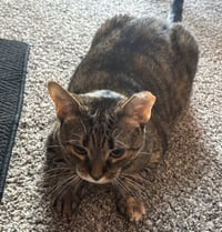 Venelope (Senior Cat Special Soul Needed!) - Photo 3