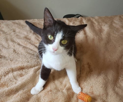 CHOC-MEET ME AT PETCO HARRISBURG! - American Shorthair / Tuxedo available for adoption