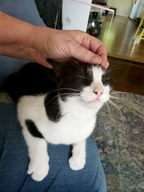 CHOC-MEET ME AT PETCO HARRISBURG! - American Shorthair / Tuxedo available for adoption