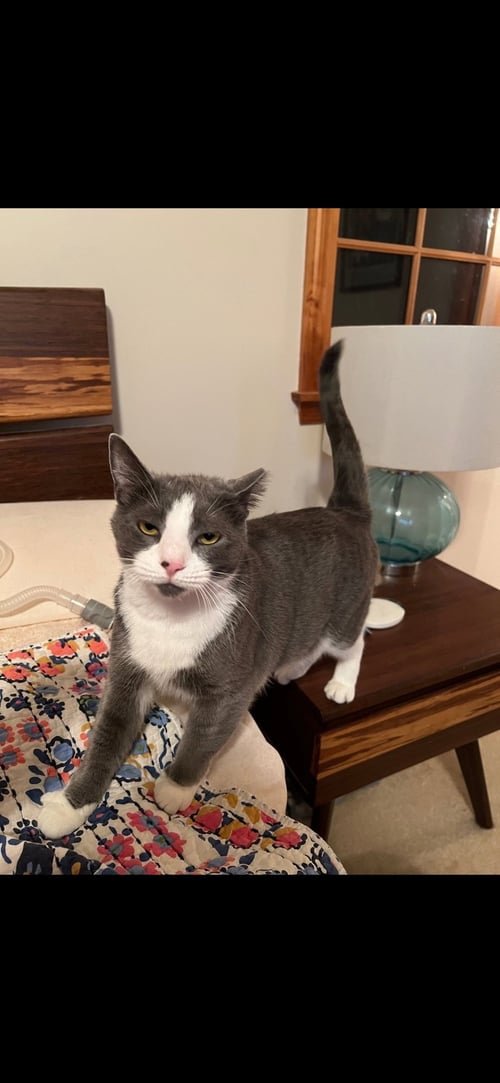 OLIVER - Tuxedo / Domestic Short Hair available for adoption