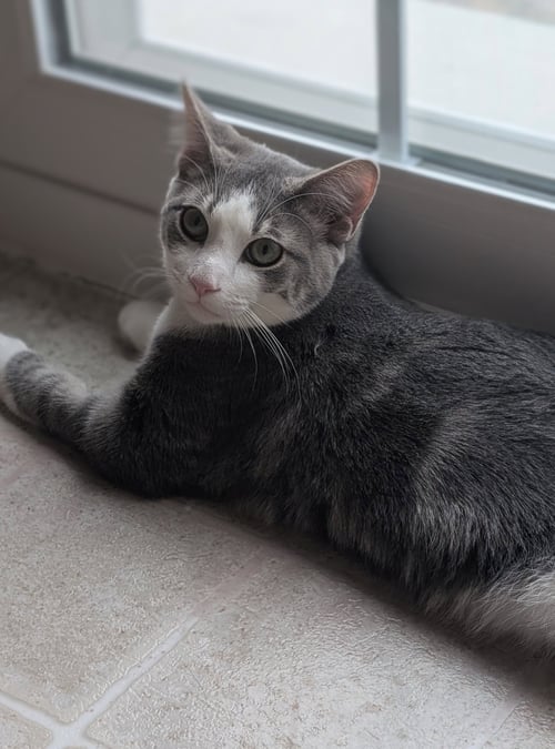 LUCKY - Domestic Short Hair available for adoption
