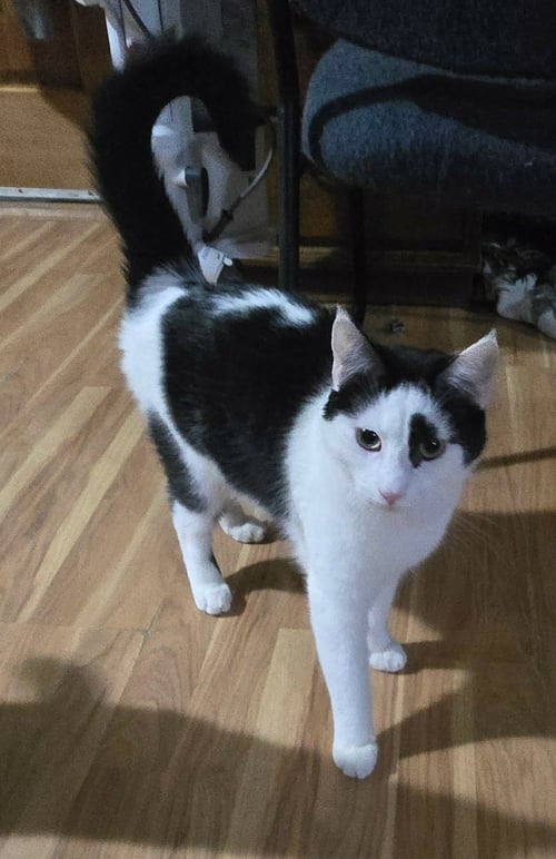 DUTCH - Domestic Short Hair available for adoption