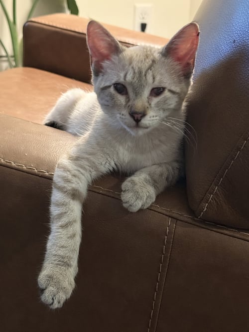 TRINA - Siamese available for adoption