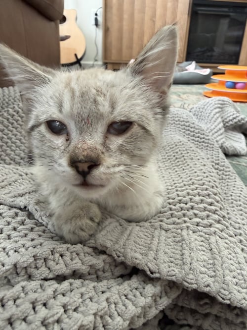 TRINA - Siamese available for adoption