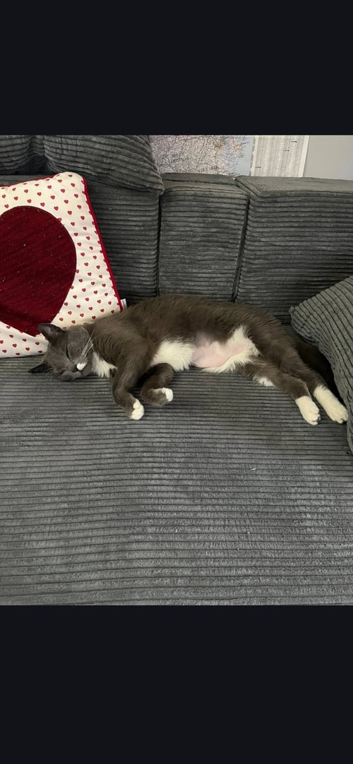 WILLA - Domestic Short Hair available for adoption