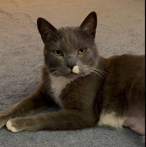 WILLA - Domestic Short Hair available for adoption