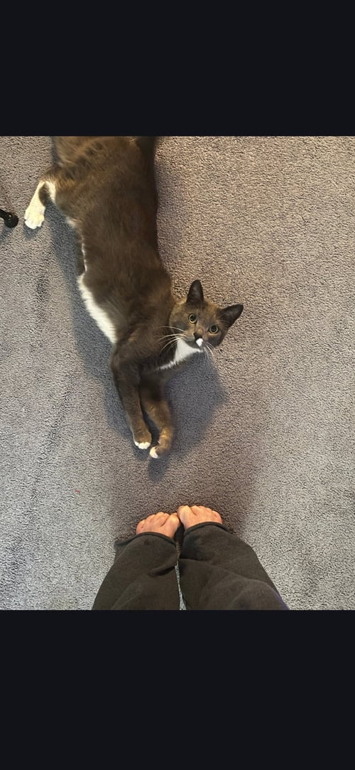 WILLA - Domestic Short Hair available for adoption