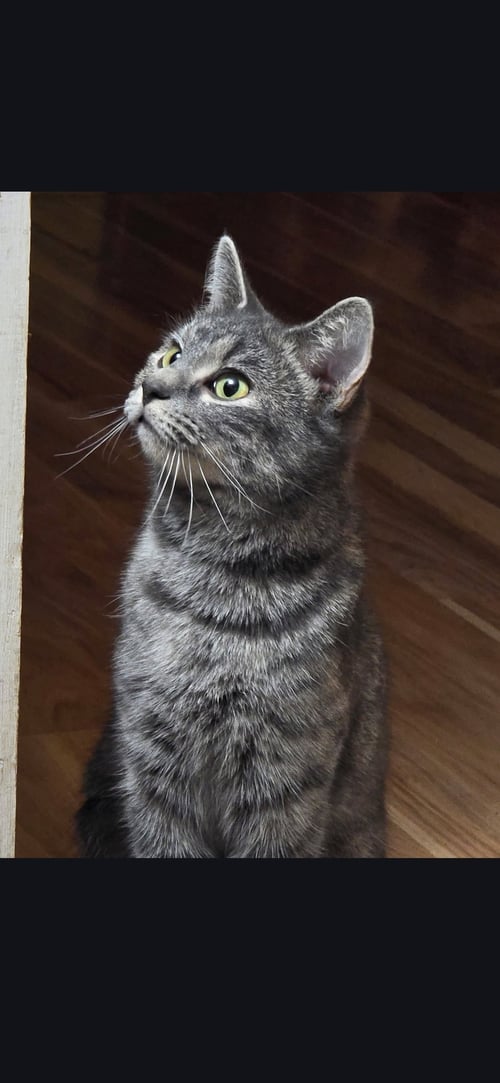 NOODLES - Domestic Short Hair available for adoption