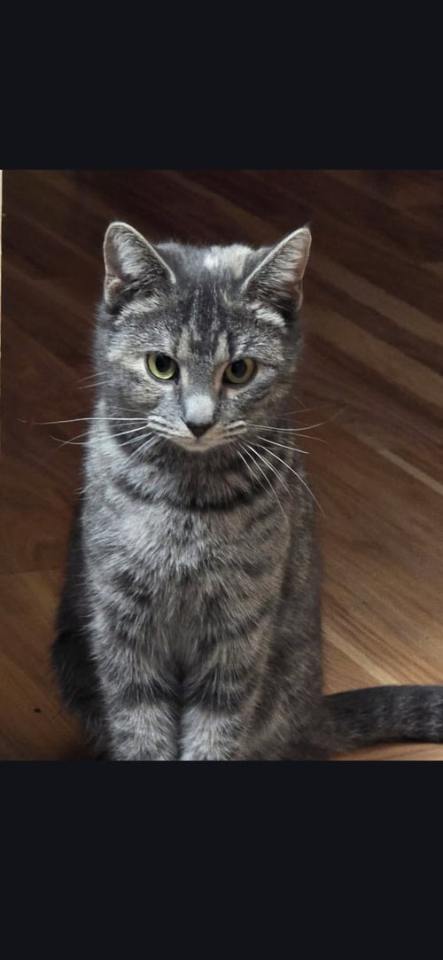 NOODLES - Domestic Short Hair available for adoption