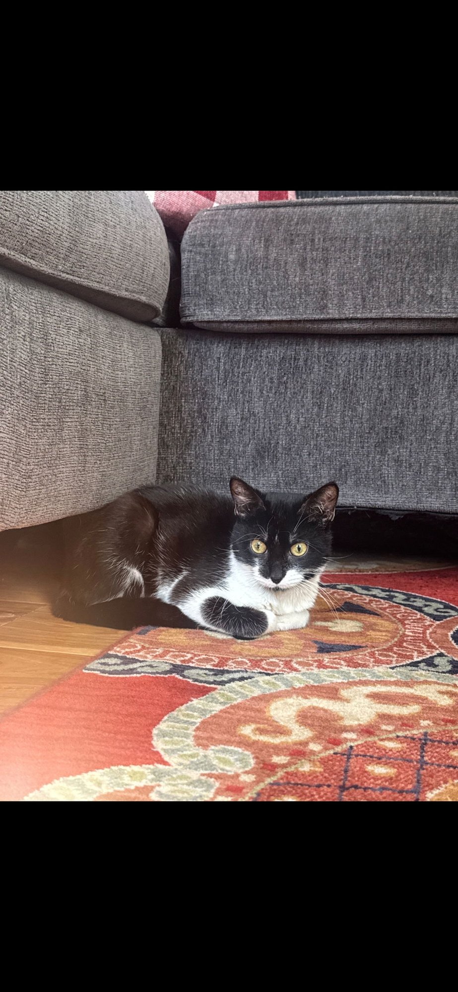 SNOOPY - Domestic Short Hair available for adoption