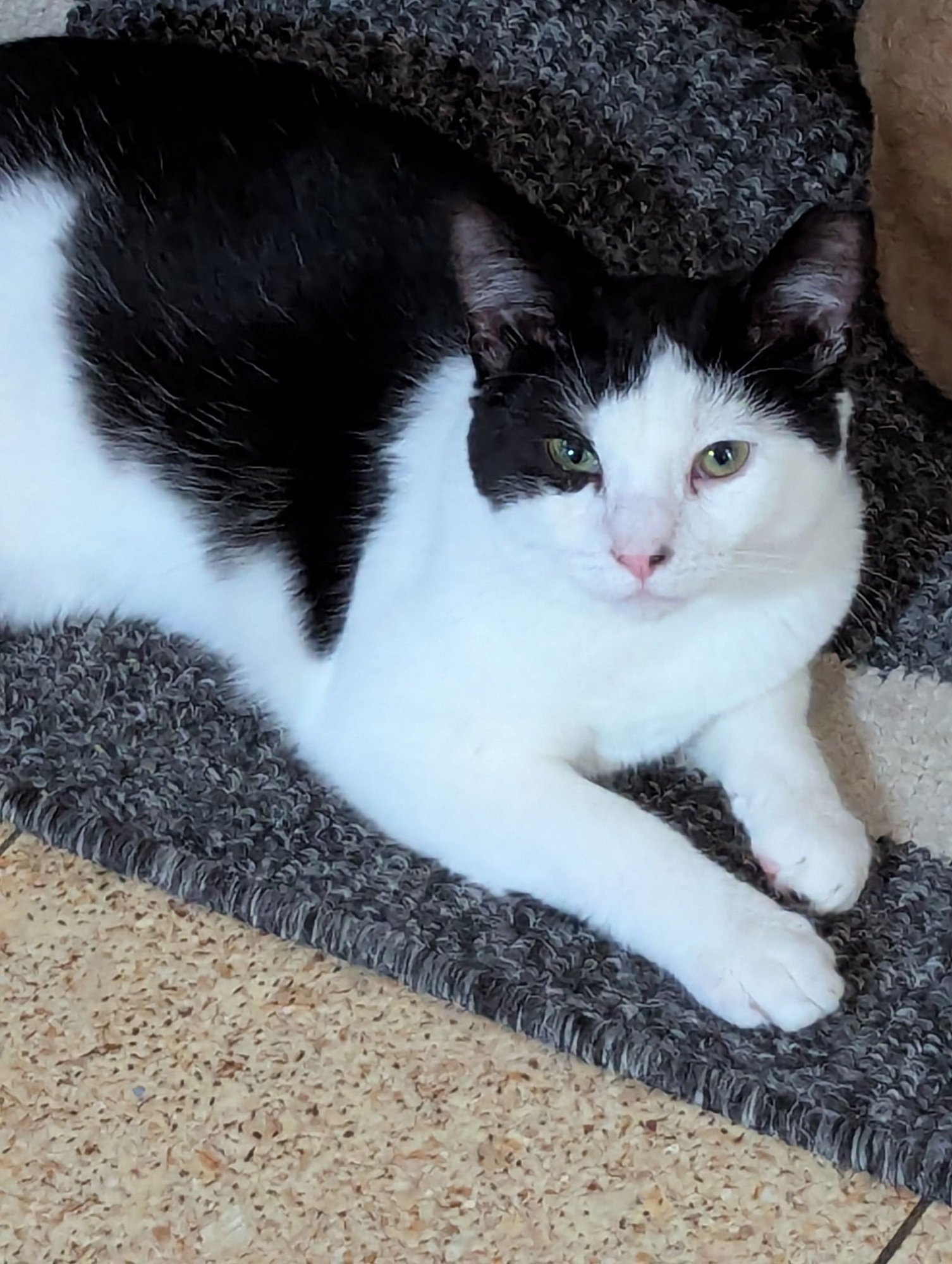 SAM - American Shorthair available for adoption