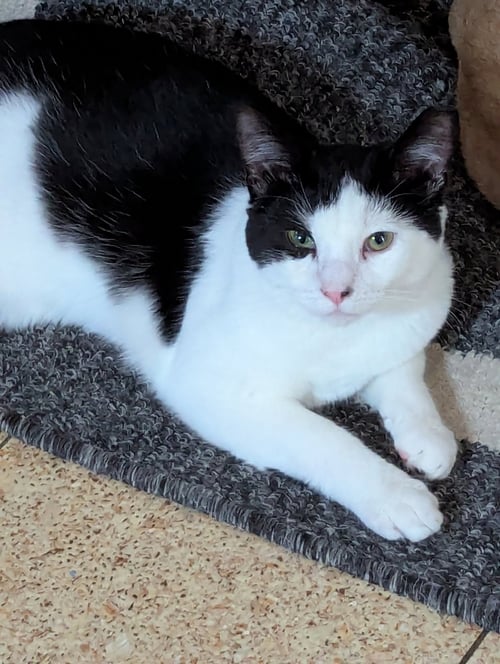 SAM - Domestic Short Hair available for adoption