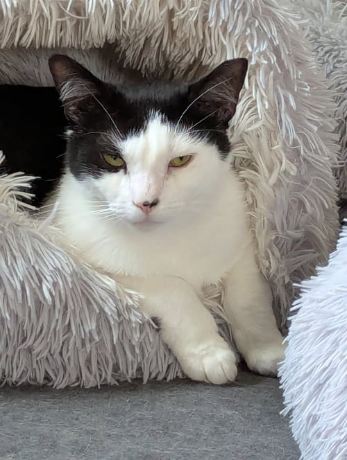 SAM - Domestic Short Hair available for adoption