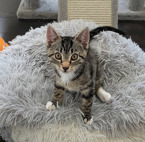 JENSEN - American Shorthair available for adoption