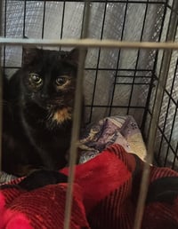 Morticia - Photo 3