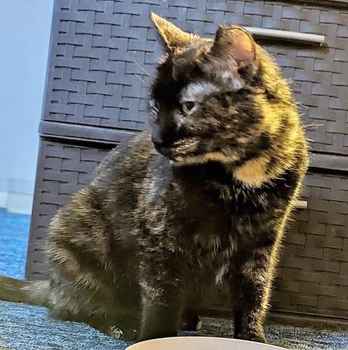 MORTICIA - Tortoiseshell / Domestic Short Hair available for adoption