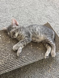 Trigger - Photo 2
