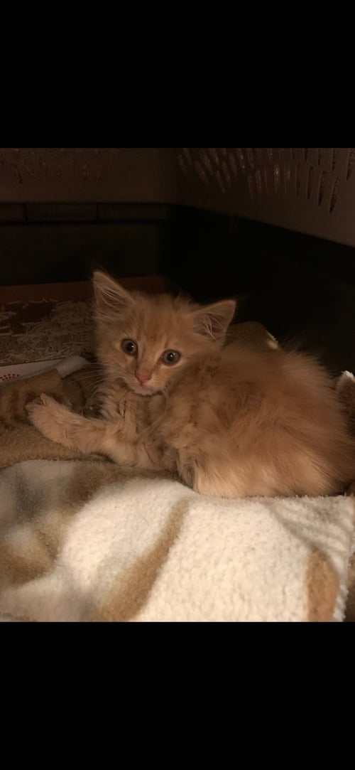 ABU - Domestic Medium Hair available for adoption