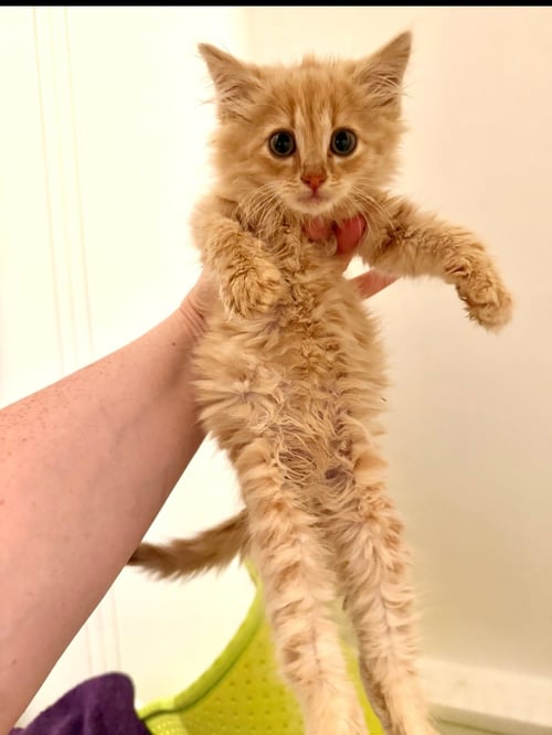 ABU - Domestic Medium Hair available for adoption