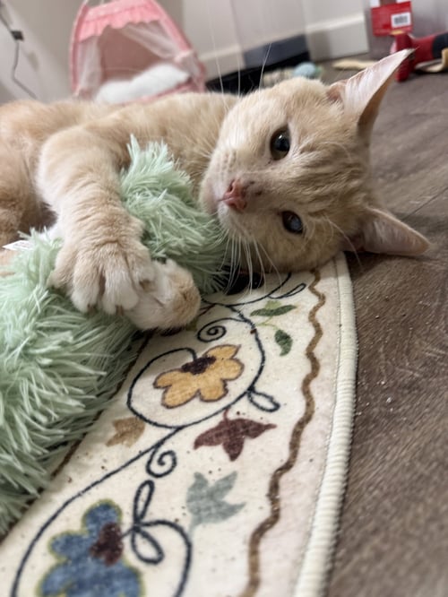 JAMES - American Shorthair available for adoption