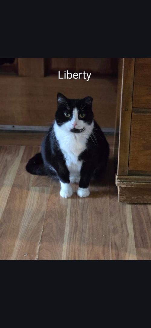 LIBERTY - Domestic Short Hair available for adoption