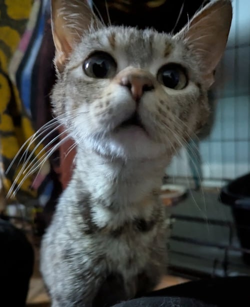 BEEP - Tabby / Domestic Short Hair available for adoption