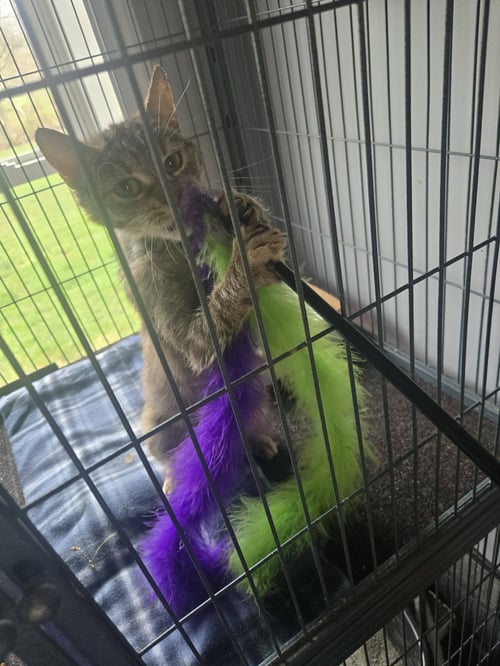 BEEP - Tabby / Domestic Short Hair available for adoption