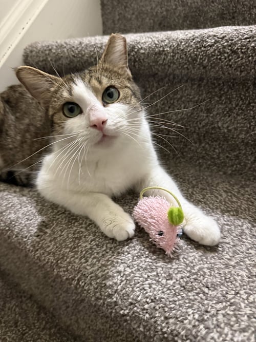 MABEL - Domestic Short Hair available for adoption