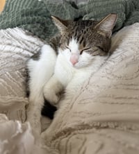 Mabel - Photo 2