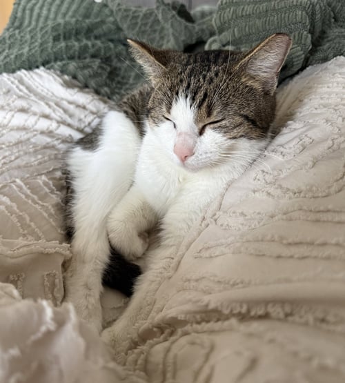 MABEL - Domestic Short Hair available for adoption