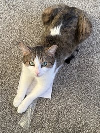 Mabel - Photo 3