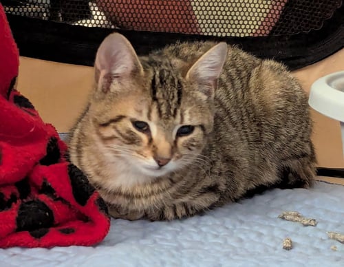 ZIGGY - Domestic Short Hair available for adoption