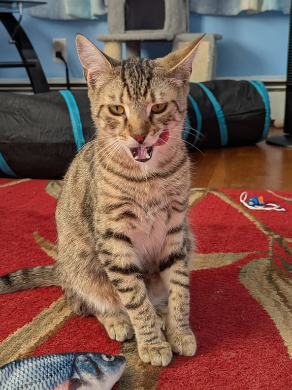 Ziggy Image