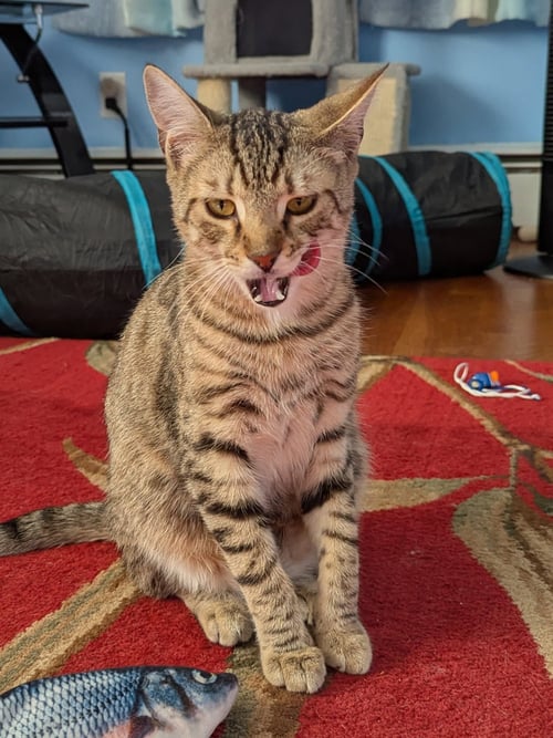 ZIGGY - Domestic Short Hair available for adoption