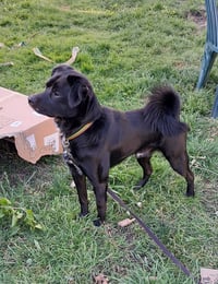 Winston - Photo 6