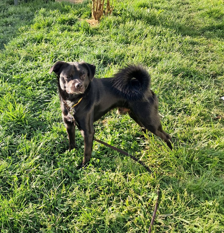 Winston Image