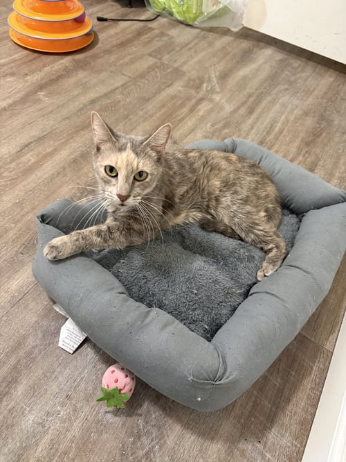 HENRIETTA - Tortoiseshell available for adoption