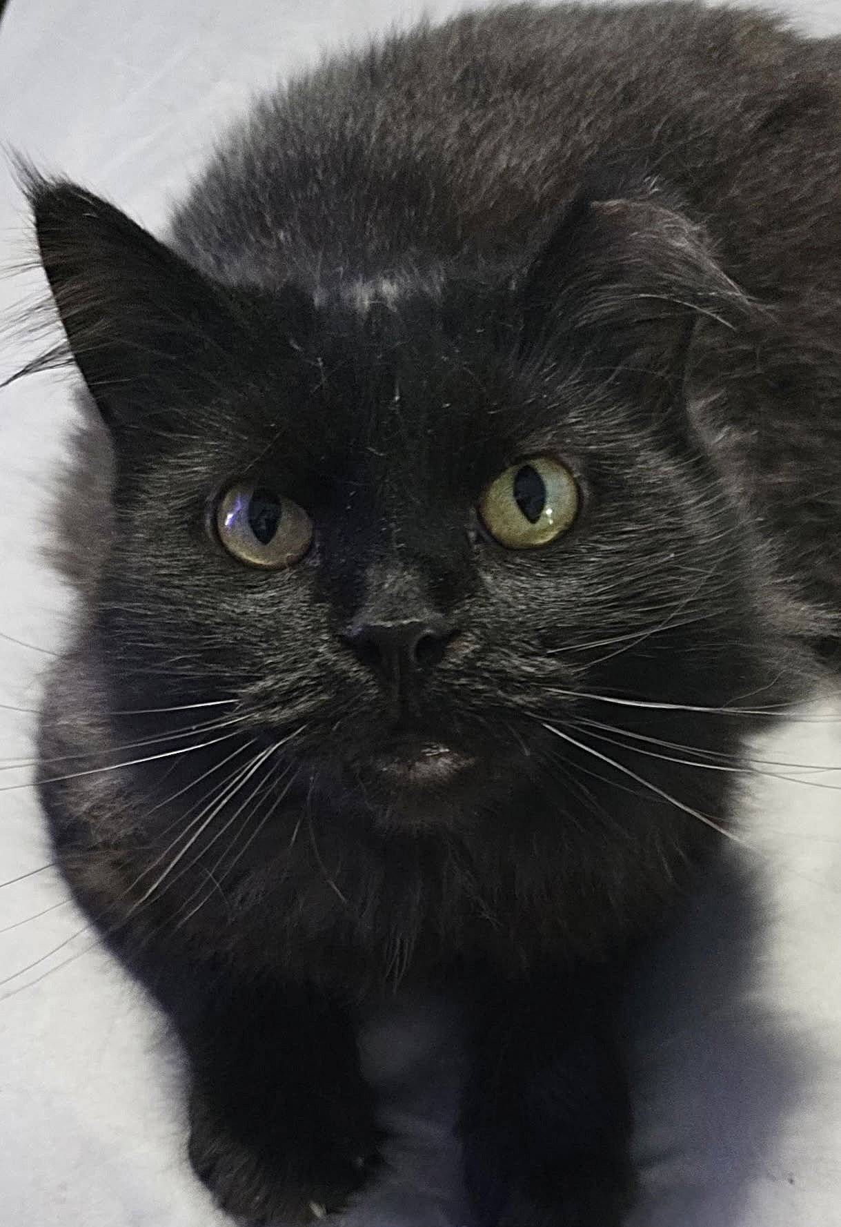JUSTICE - Domestic Long Hair available for adoption