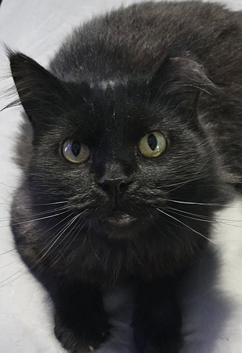 JUSTICE - Domestic Long Hair available for adoption