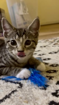 Gelato- Meet at Petco on Jonestown Rd! - Photo 2